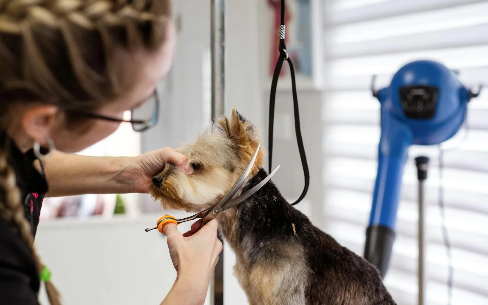 Marketing para peluqueros caninos - software AdSpark para marketing local de pymes